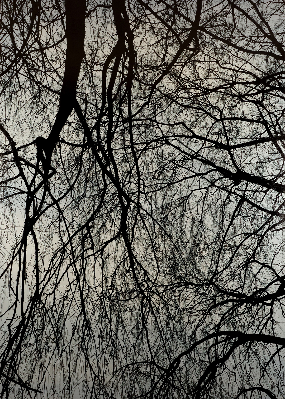 버드나무3, 2015